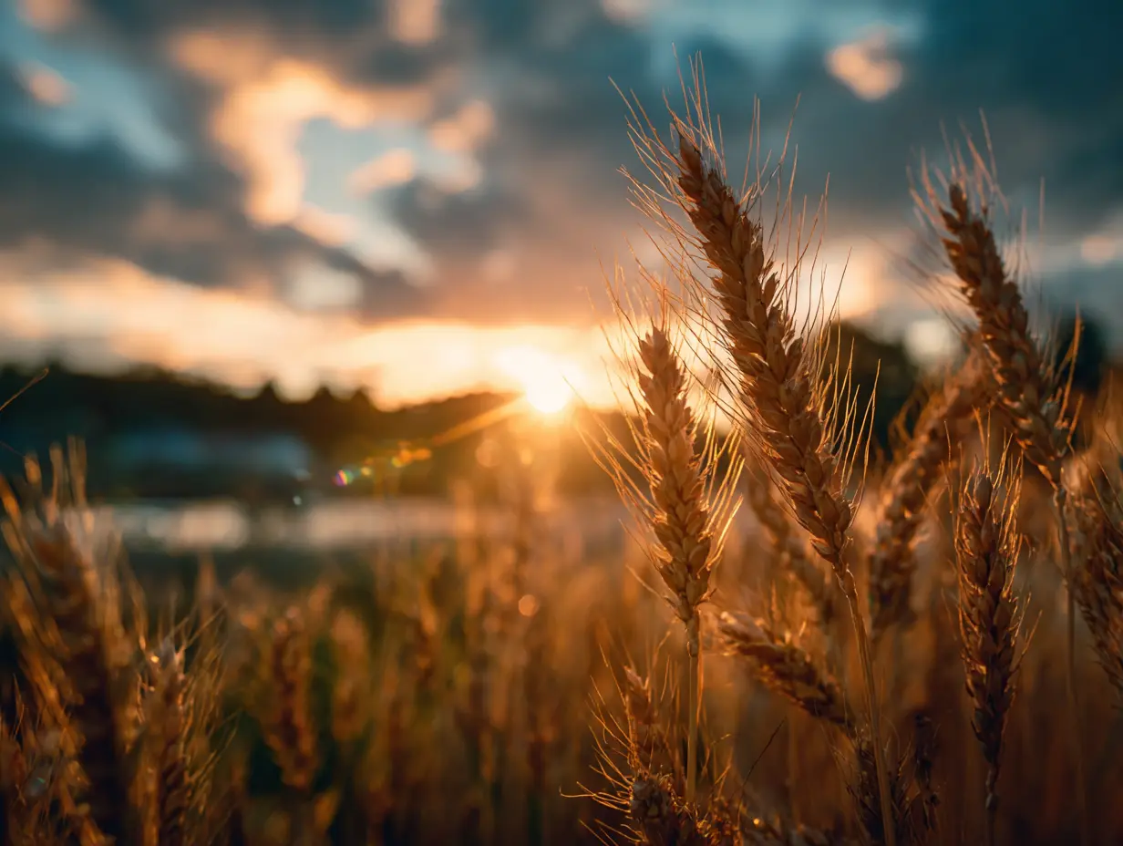 Dreamy countryside with wheat flowing in the wind